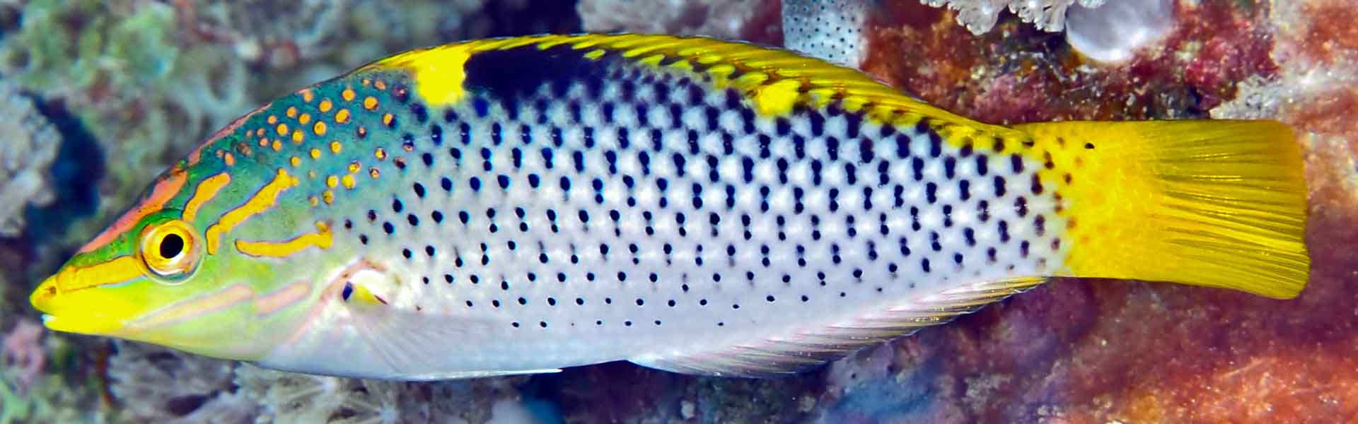 The Colourful World Of Wrasses